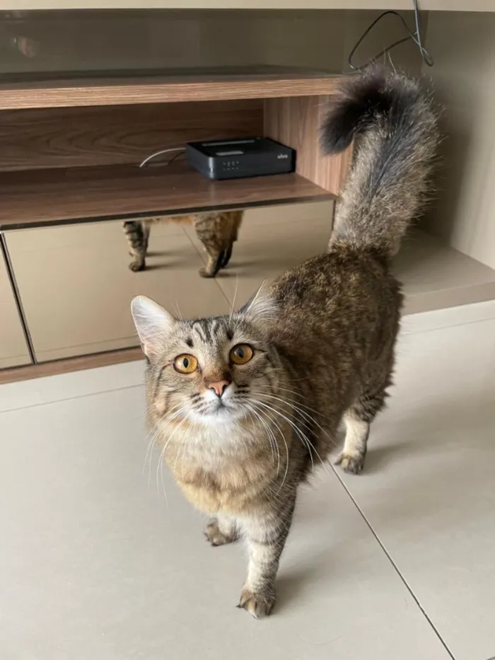 Gato raça SRD-ViraLata idade 5 anos nome Mel