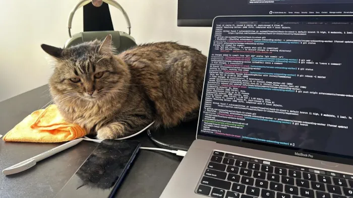 Gato raça SRD-ViraLata idade 5 anos nome Mel