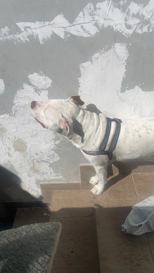 Cachorro raça Pit-Bull idade 1 ano nome Guili