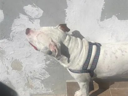 Cachorro raça Pit-Bull idade 1 ano nome Guili