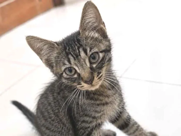 Gato raça SRD-ViraLata idade 2 a 6 meses nome Não possuem nome