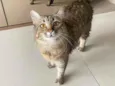 Mel