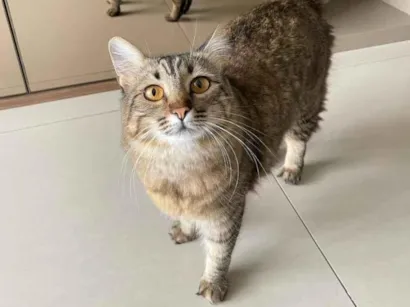Gato raça SRD-ViraLata idade 5 anos nome Mel