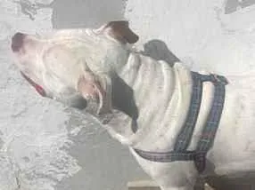 Cachorro raça Pit-Bull idade 1 ano nome Guili