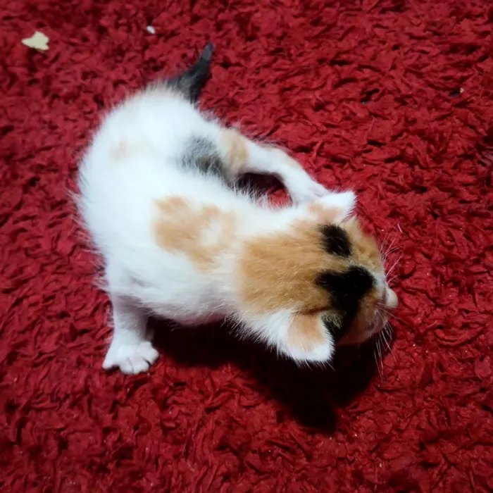 Gato raça  idade Abaixo de 2 meses nome 5 filhotes muito fofos 
