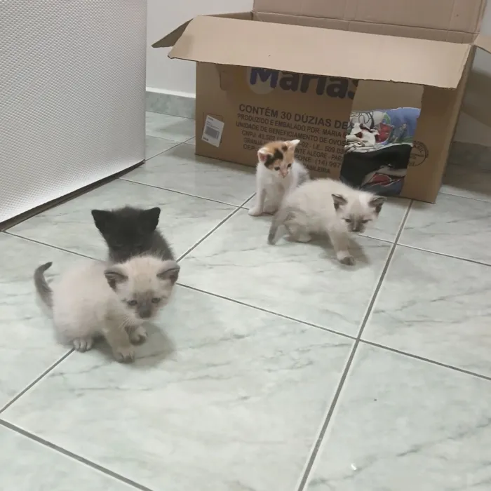 Gato raça  idade Abaixo de 2 meses nome 5 filhotes muito fofos 