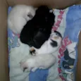 5 filhotes muito fofos 