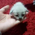 5 filhotes muito fofos 