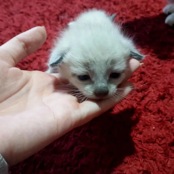 Gato raça  idade Abaixo de 2 meses nome 5 filhotes muito fofos 