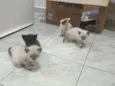 5 filhotes muito fofos 