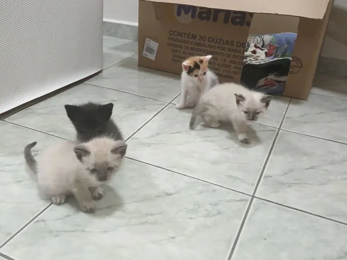 Gato raça  idade Abaixo de 2 meses nome 5 filhotes muito fofos 