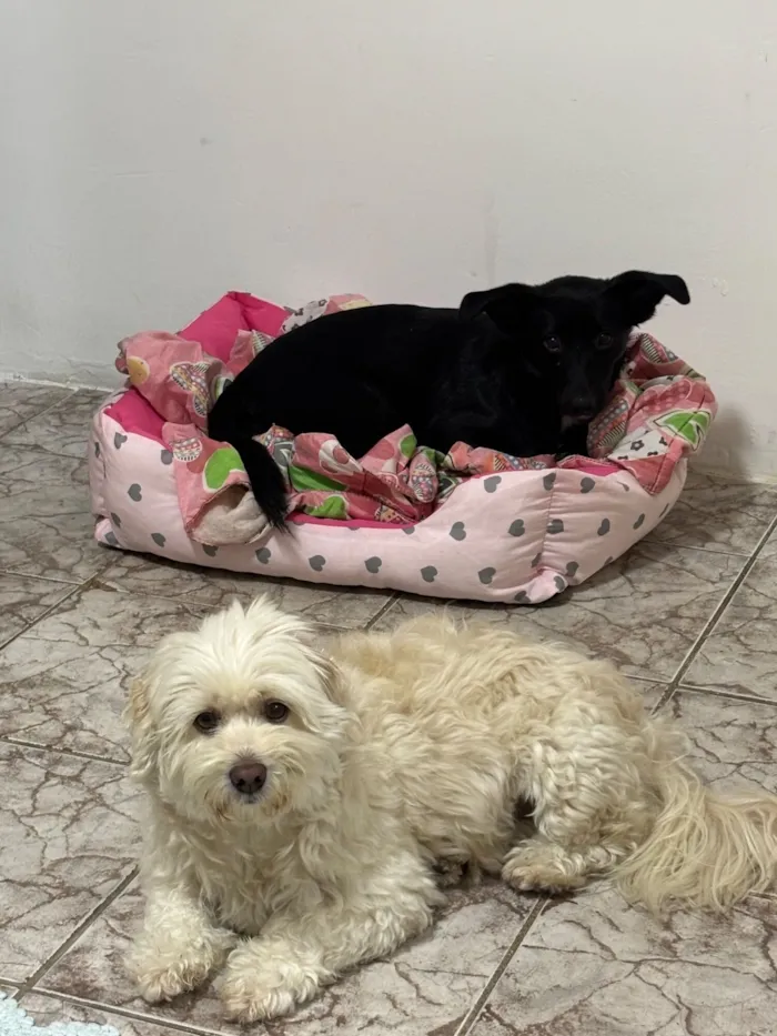 Cachorro raça SRD-ViraLata idade 2 a 6 meses nome Luna 