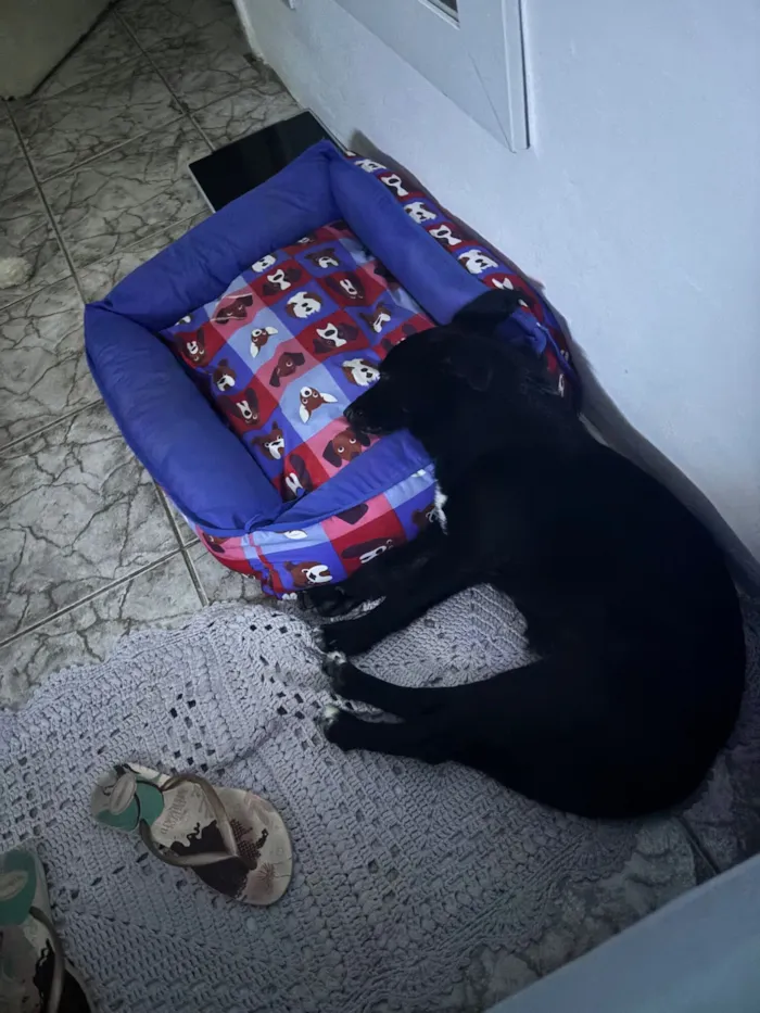 Cachorro raça SRD-ViraLata idade 2 a 6 meses nome Luna 