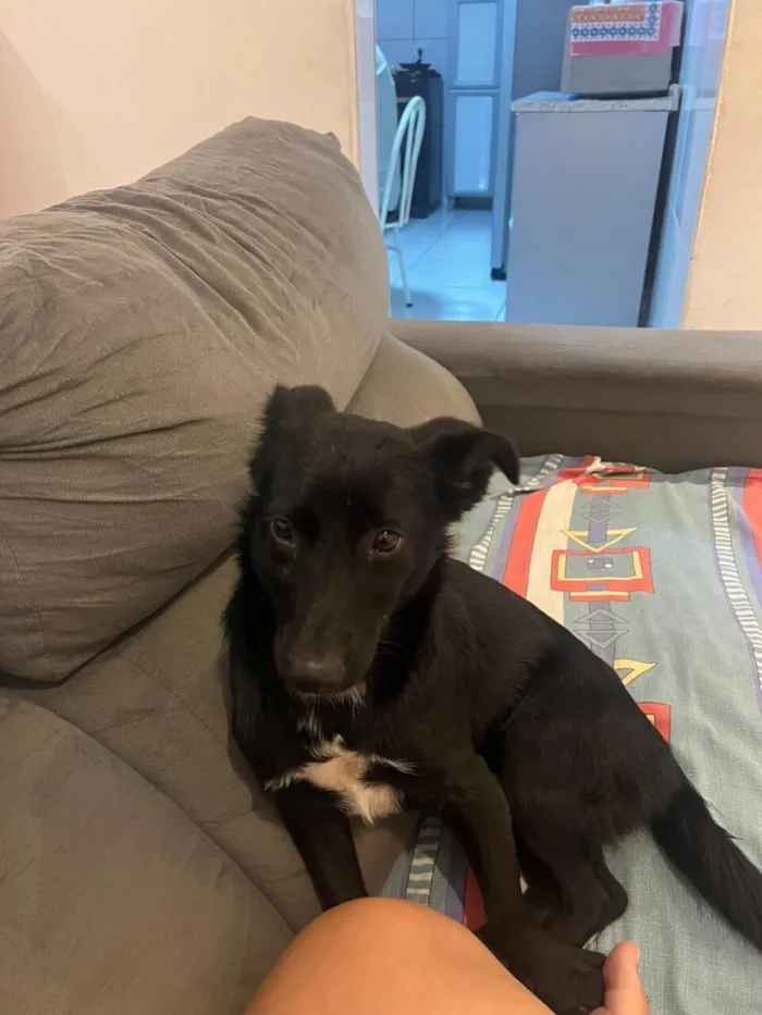 Cachorro raça SRD-ViraLata idade 2 a 6 meses nome Luna 
