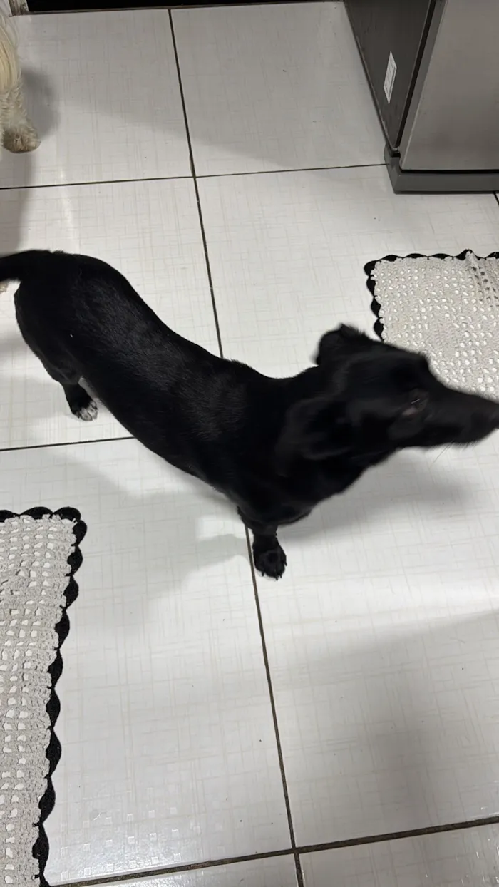 Cachorro raça SRD-ViraLata idade 2 a 6 meses nome Luna 