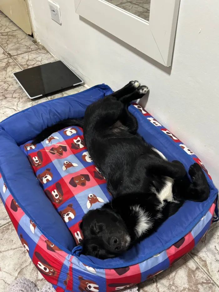 Cachorro raça SRD-ViraLata idade 2 a 6 meses nome Luna 