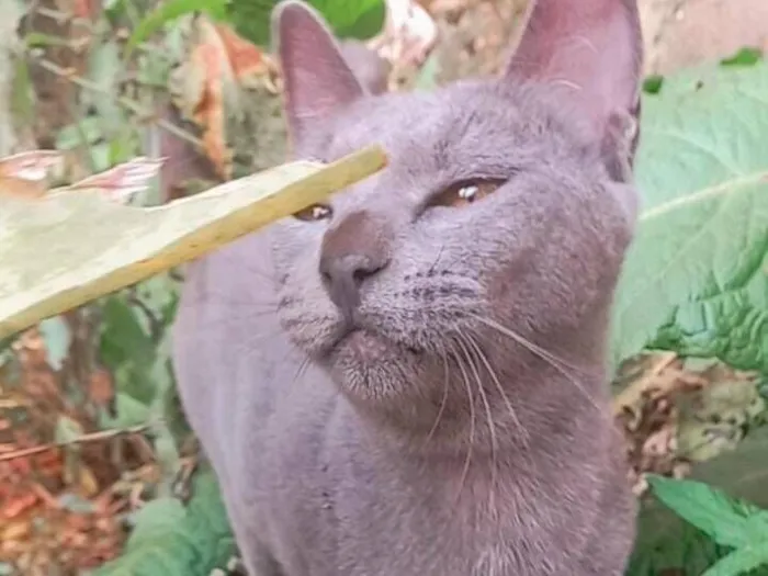 Gato raça SRD-ViraLata idade 1 ano nome Morgana cinza