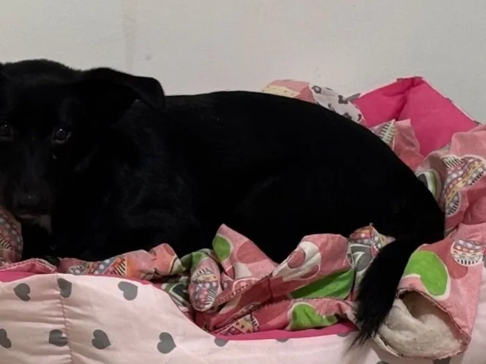 Cachorro raça SRD-ViraLata idade 2 a 6 meses nome Luna 