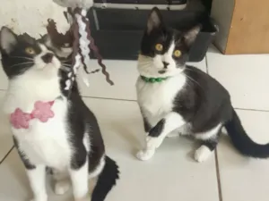 Gato raça SRD-ViraLata idade 2 a 6 meses nome Safira esmeralda ??