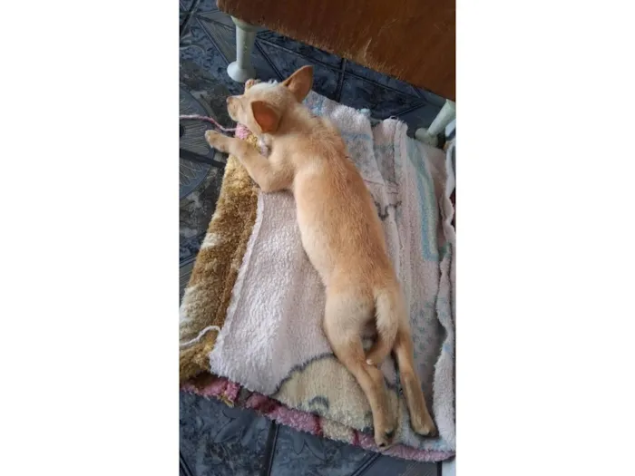 Cachorro raça SRD-ViraLata idade 2 a 6 meses nome Thor e cacau 