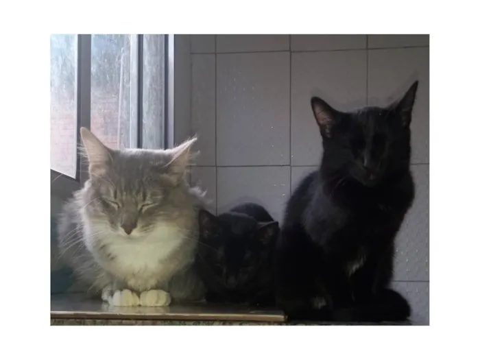 Gato raça SRD-ViraLata idade 2 a 6 meses nome Uruz e Berkana