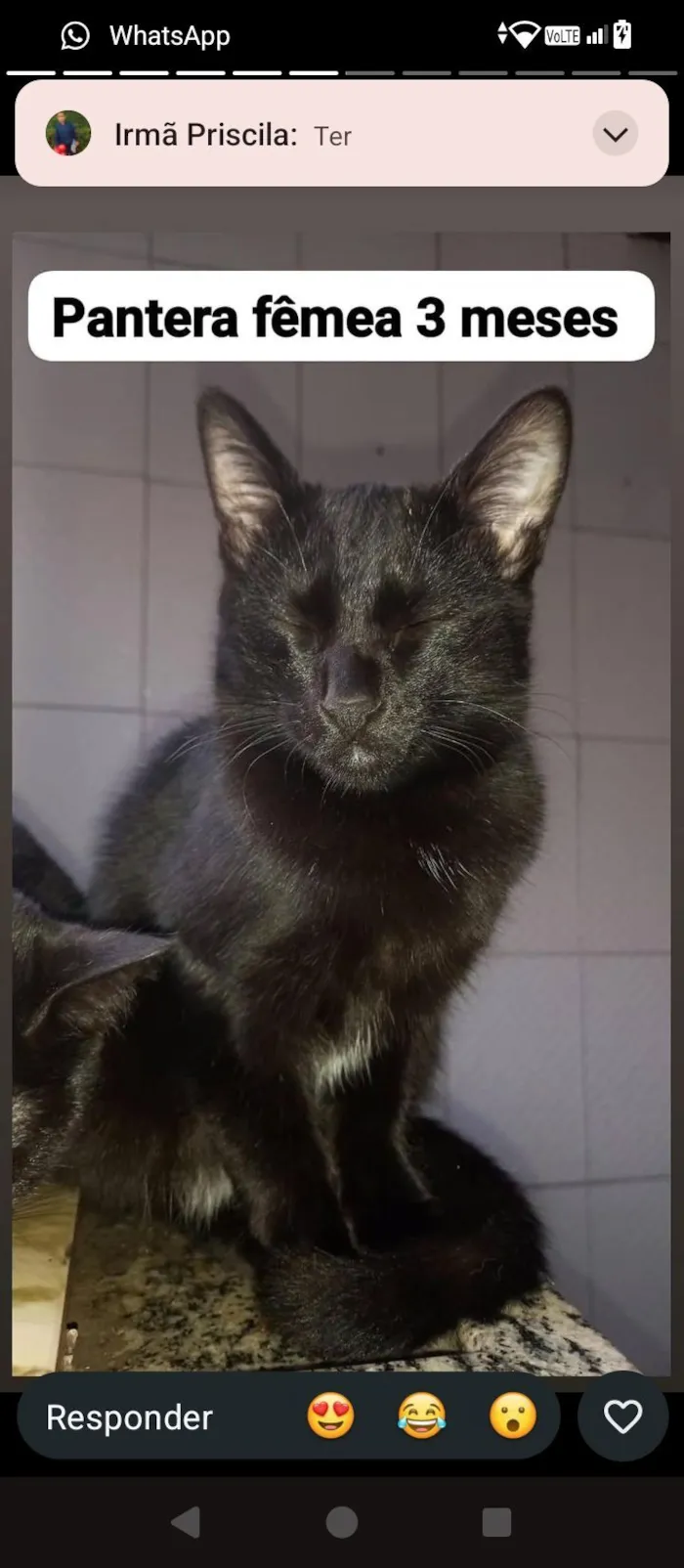 Gato raça SRD-ViraLata idade 2 a 6 meses nome Uruz e Berkana