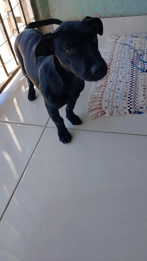 Cachorro raça SRD-ViraLata idade 2 a 6 meses nome Liz 