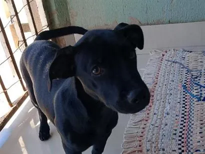 Cachorro raça SRD-ViraLata idade 2 a 6 meses nome Liz 