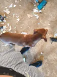 Zeus