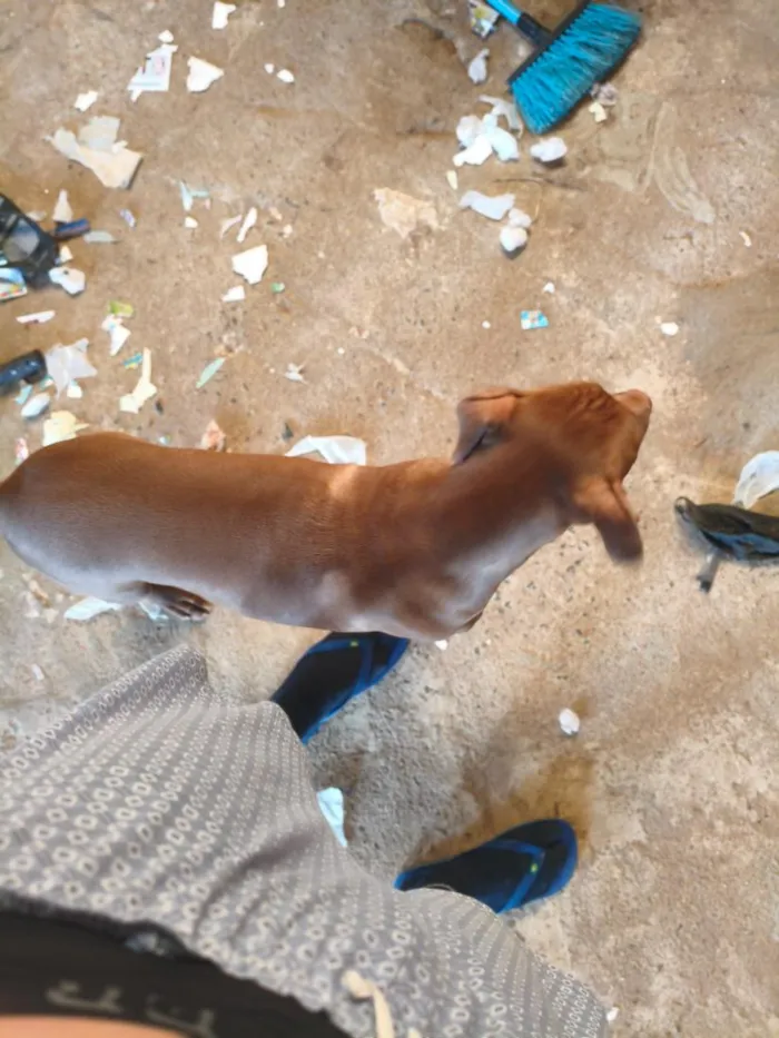 Cachorro raça Pit-Bull idade 7 a 11 meses nome Zeus