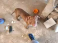 Zeus