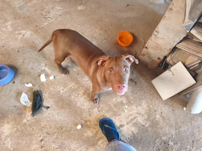 Cachorro raça Pit-Bull idade 7 a 11 meses nome Zeus