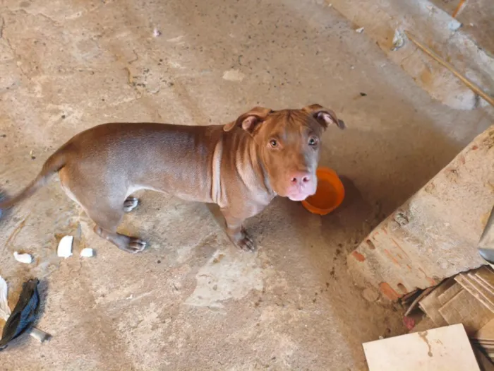 Cachorro raça Pit-Bull idade 7 a 11 meses nome Zeus