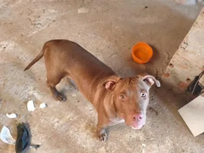 Cachorro raça Pit-Bull idade 7 a 11 meses nome Zeus