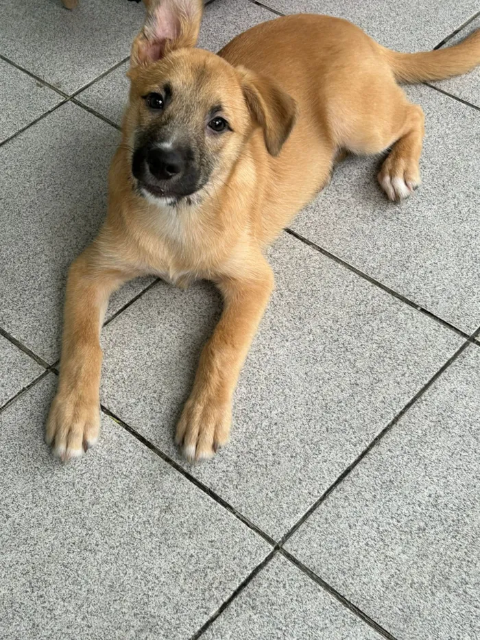 Cachorro raça SRD-ViraLata idade 2 a 6 meses nome Billy
