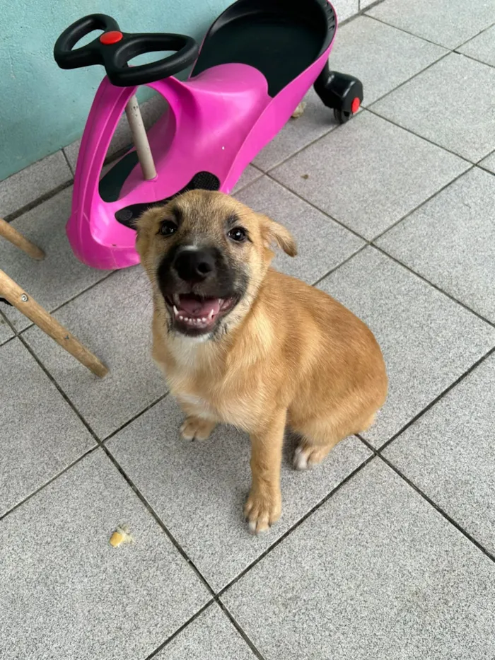 Cachorro raça SRD-ViraLata idade 2 a 6 meses nome Billy