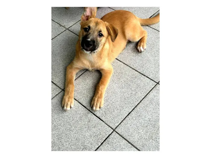 Cachorro raça SRD-ViraLata idade 2 a 6 meses nome Billy