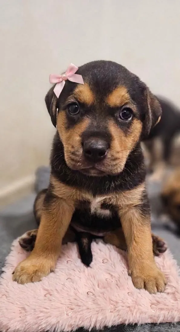 Cachorro raça SRD-ViraLata idade Abaixo de 2 meses nome Sem nome 