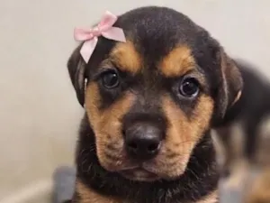 Cachorro raça SRD-ViraLata idade Abaixo de 2 meses nome Sem nome 