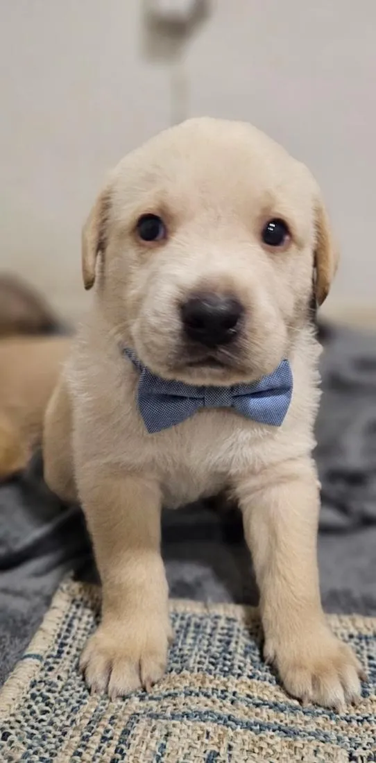 Cachorro raça SRD-ViraLata idade Abaixo de 2 meses nome Sem nome 