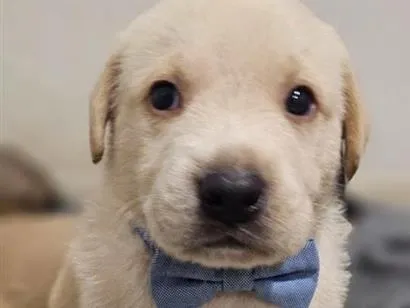 Cachorro raça SRD-ViraLata idade Abaixo de 2 meses nome Sem nome 