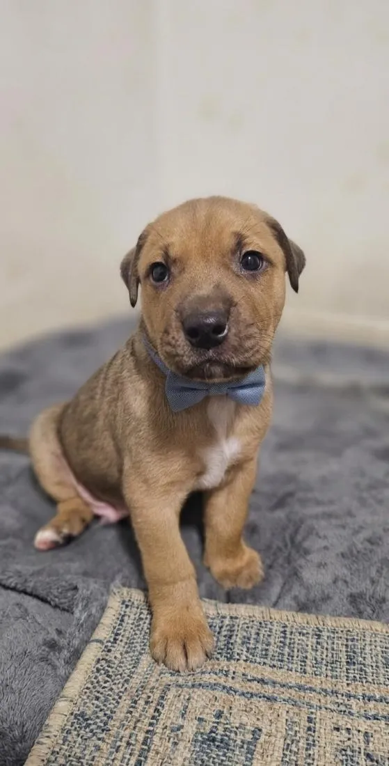Cachorro raça SRD-ViraLata idade Abaixo de 2 meses nome Sem nome 