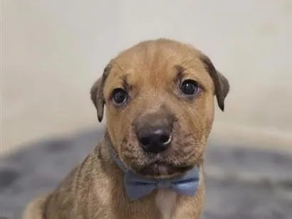 Cachorro raça SRD-ViraLata idade Abaixo de 2 meses nome Sem nome 