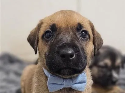 Cachorro raça SRD-ViraLata idade Abaixo de 2 meses nome Sem nome 