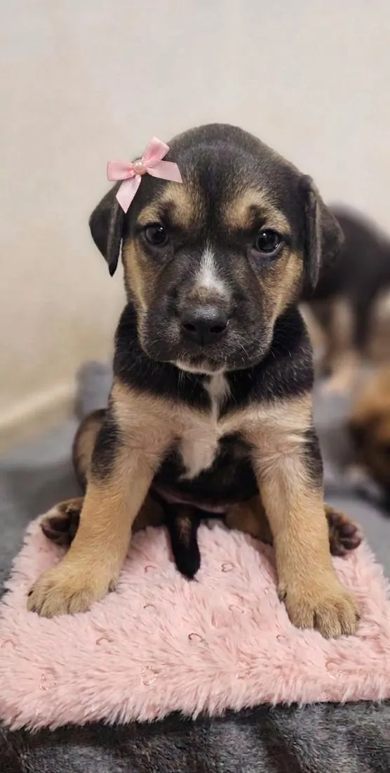 Cachorro raça SRD-ViraLata idade Abaixo de 2 meses nome Sem nome