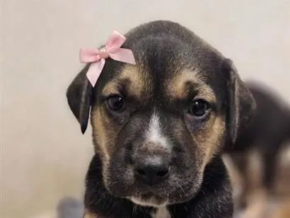Cachorro raça SRD-ViraLata idade Abaixo de 2 meses nome Sem nome