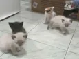 5 filhotes muito fofos 