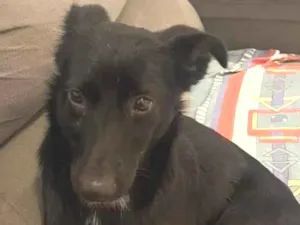 Cachorro raça SRD-ViraLata idade 2 a 6 meses nome Luna 