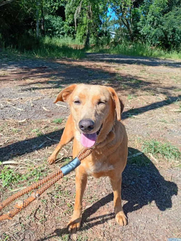Cachorro raça SRD-ViraLata idade  nome Margarida