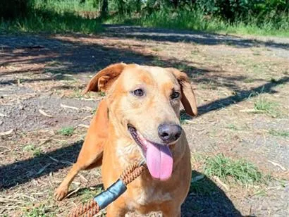 Cachorro raça SRD-ViraLata idade  nome Margarida